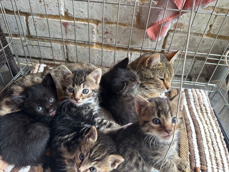 Beautiful kittens 