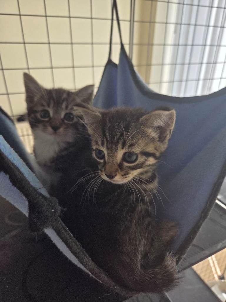 Beautiful kittens