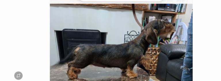 Adorable Wired Hair Dachshund / Teckel Puppies