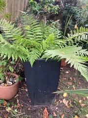 image for pretty and health fern plant in tall tin pot