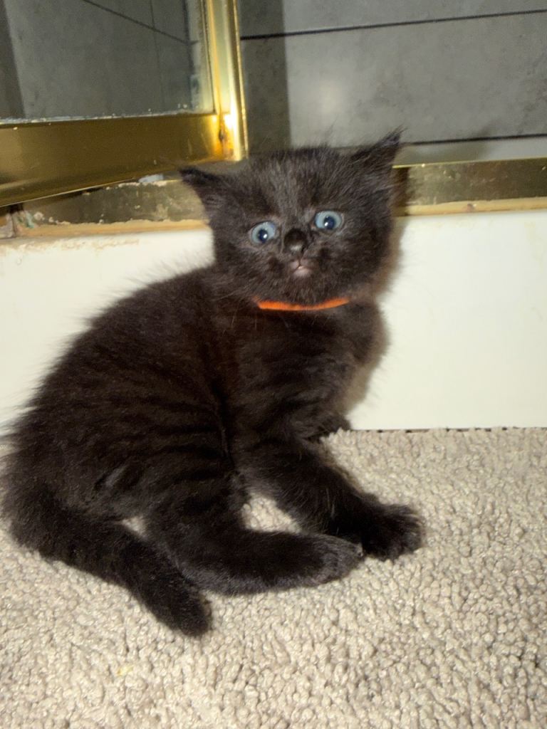 Fluffy kittens 