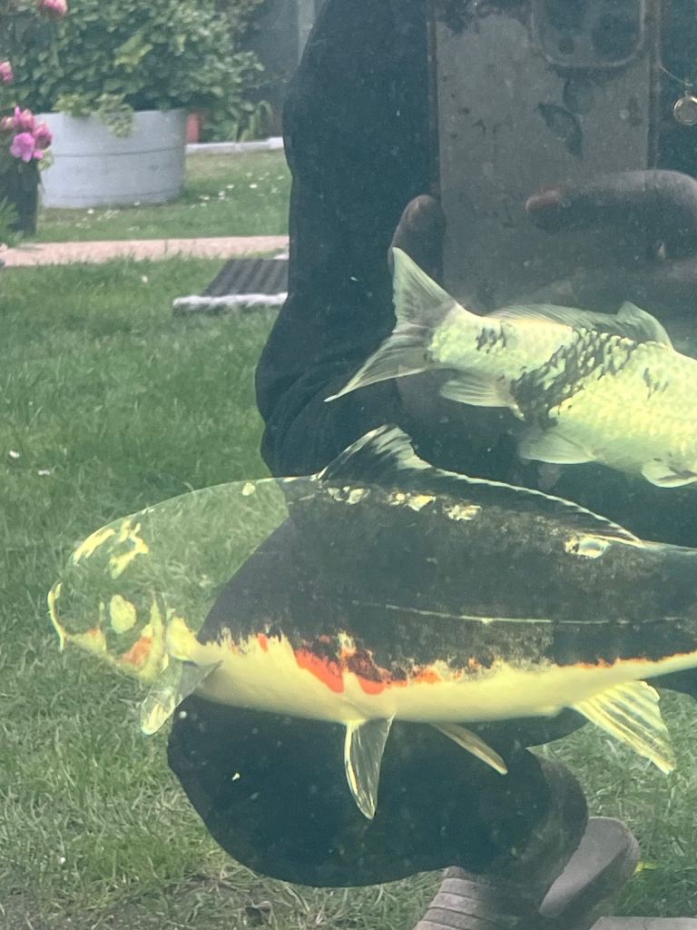 Koi pond