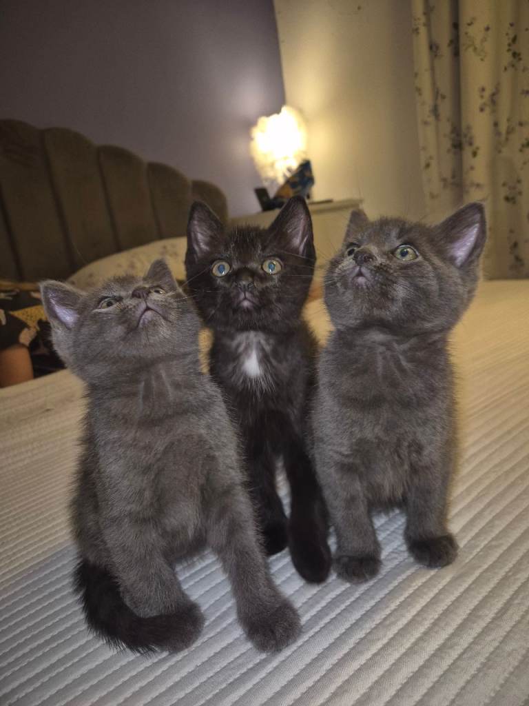 3 x Male Kittens READY NOW