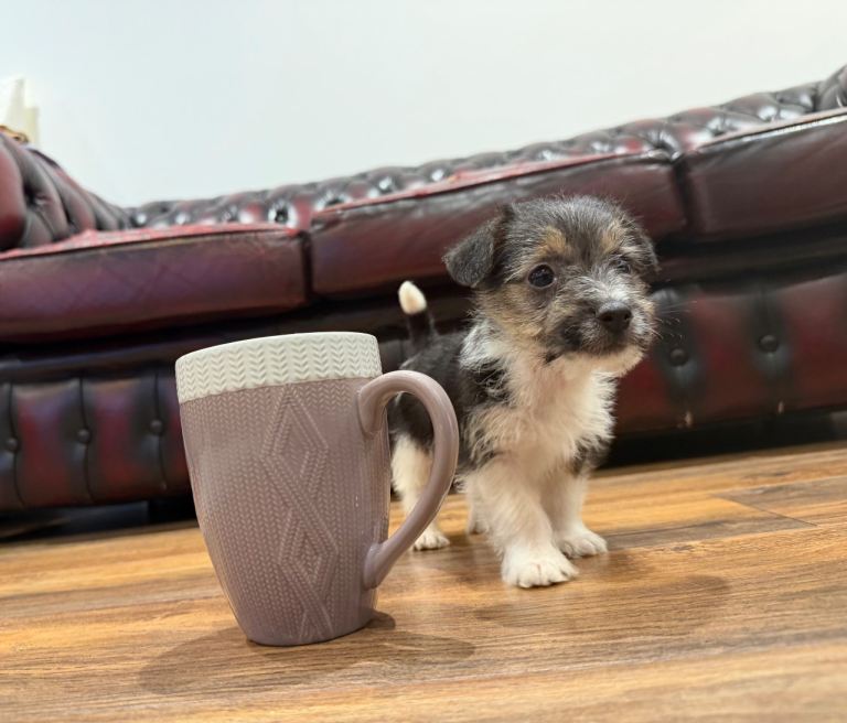 Small Chorkie puppy boy 