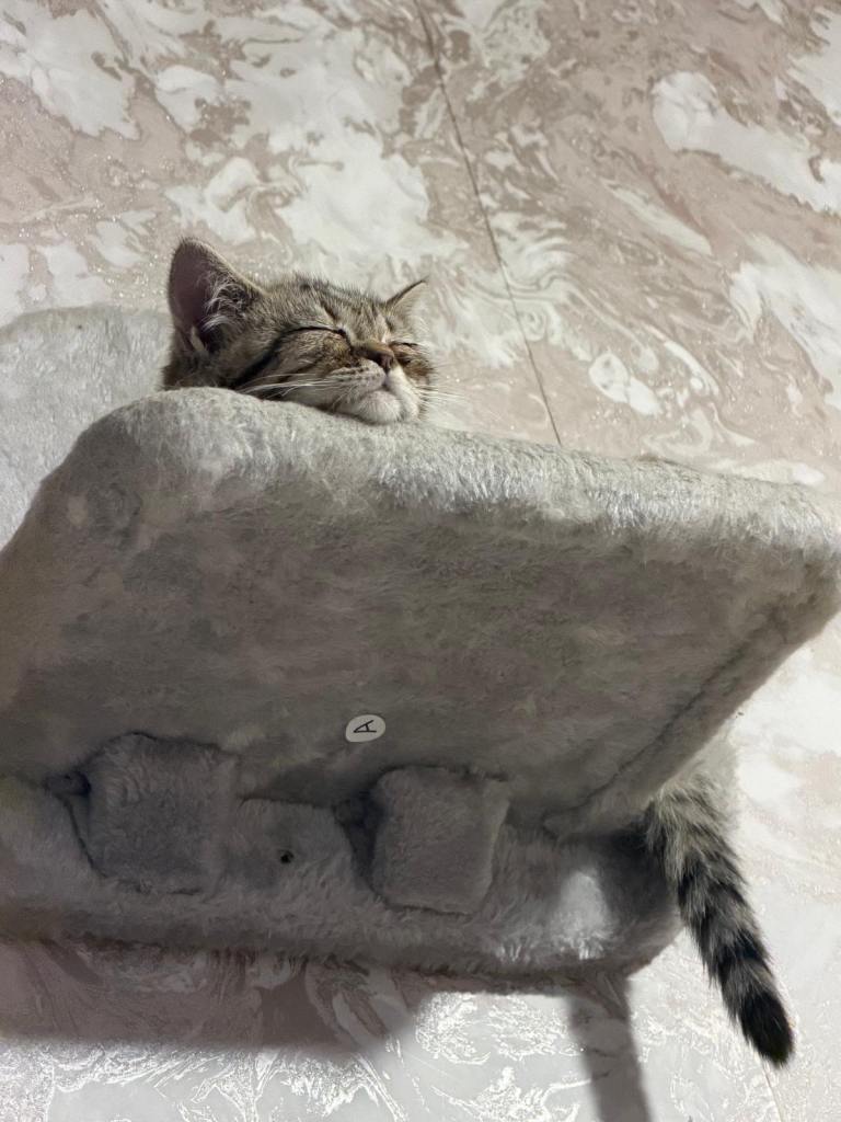 READY NOW FULLY VACCINATED Persian x BSH beautiful girl