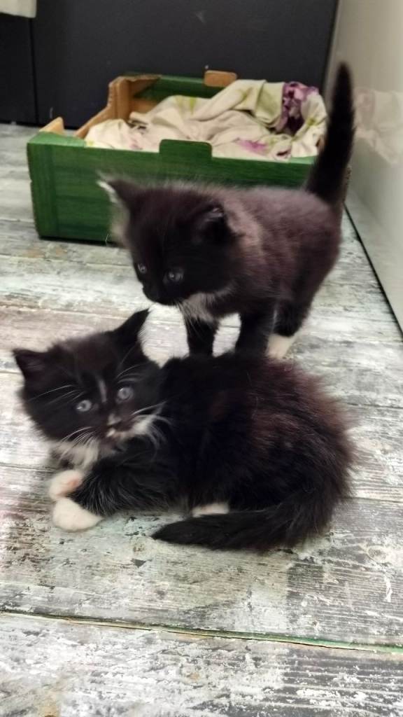 Male kittens for rehoming 