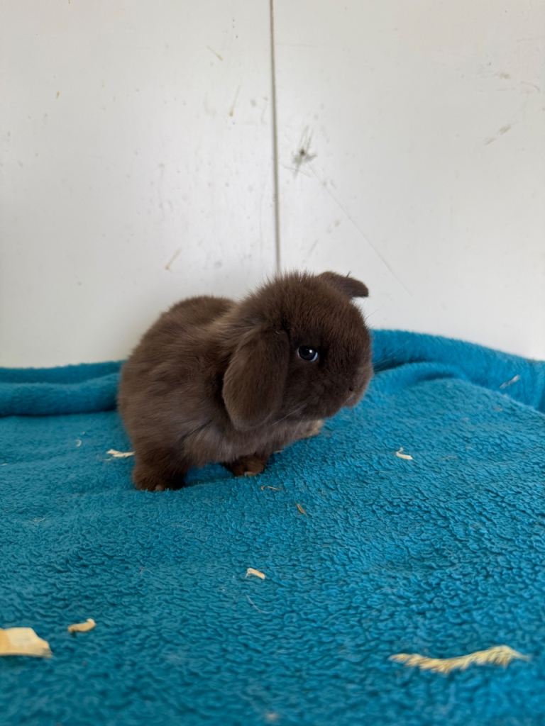 Pure breed mini lop rabbits to reserve 