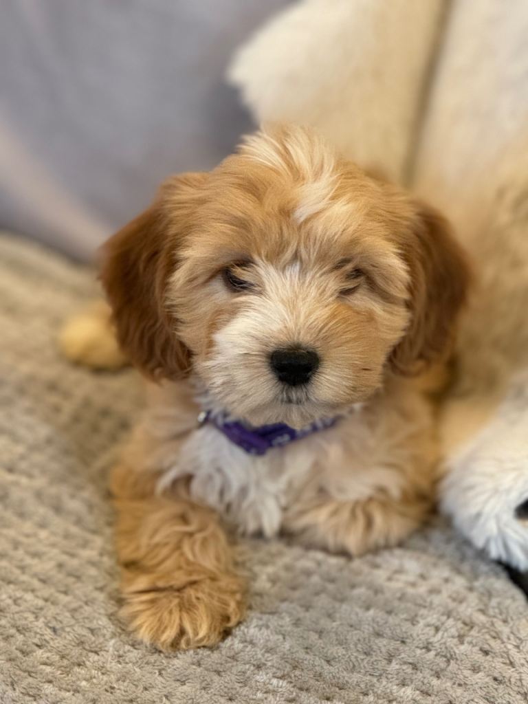 Beautiful cockapoo puppys
