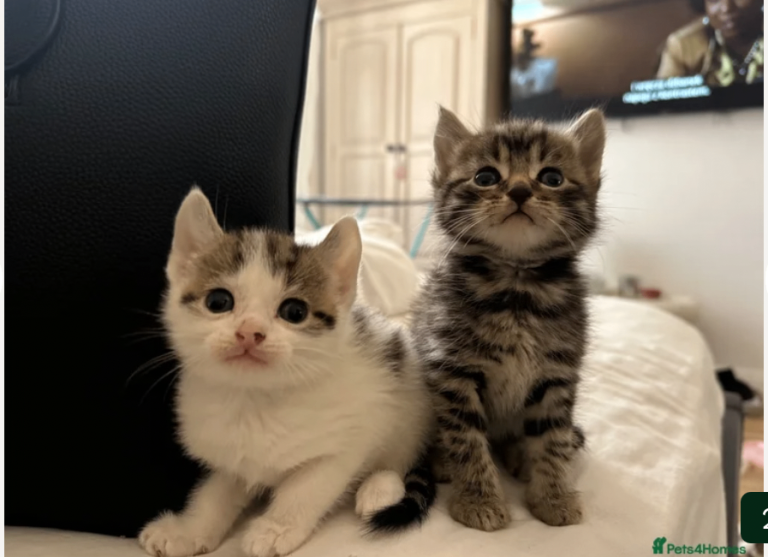 Blue Bengal Kittens