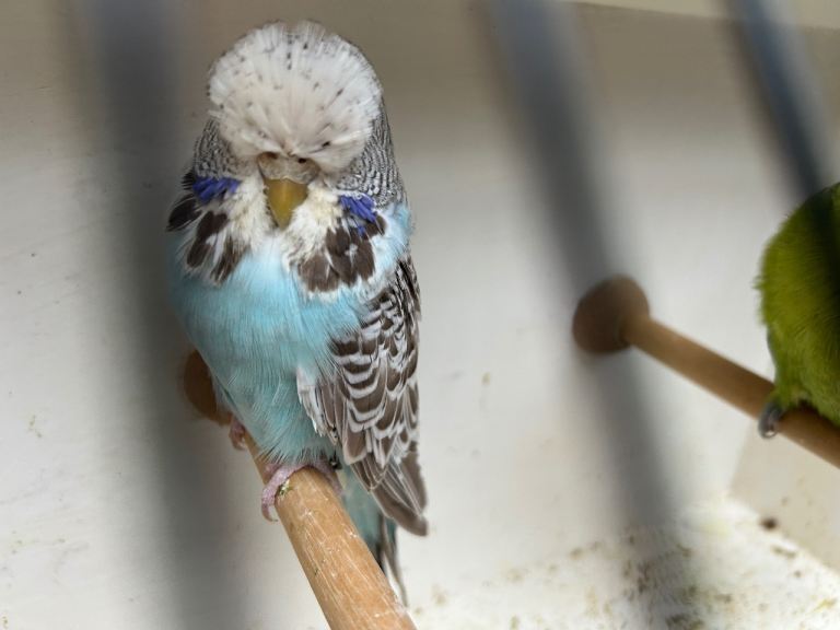 Budgies for sale, all in good health 
