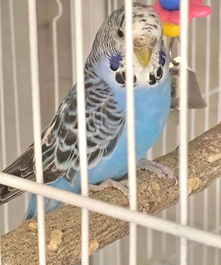Budgies for Sale – Healthy & Active
