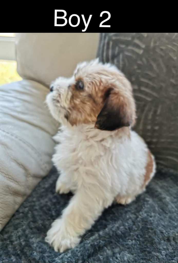 Shih tzu x jorkie