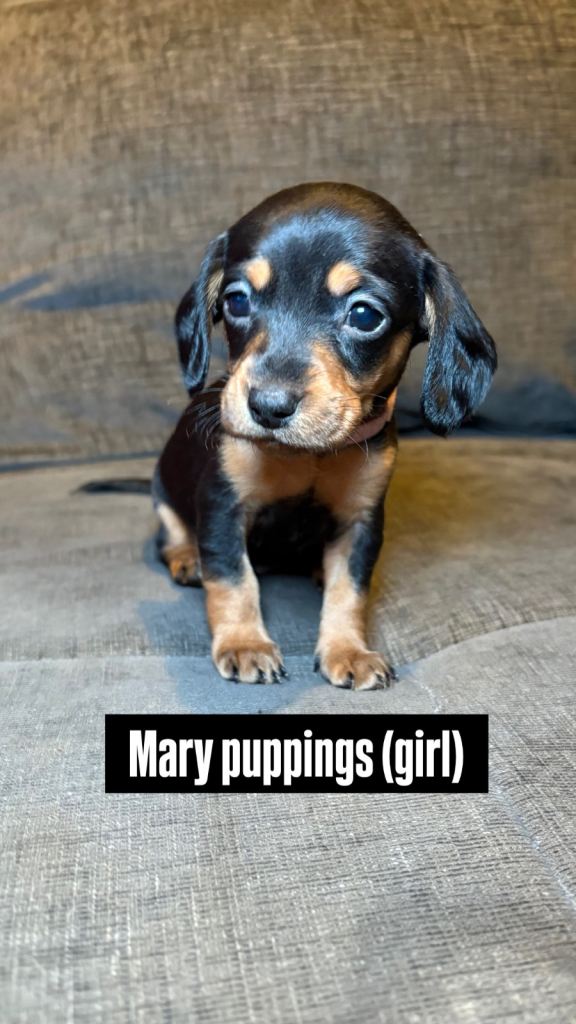 Doxiepoo (cavapoo cross mini dachshund)