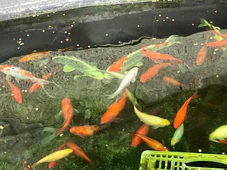 Pond fish for sale 