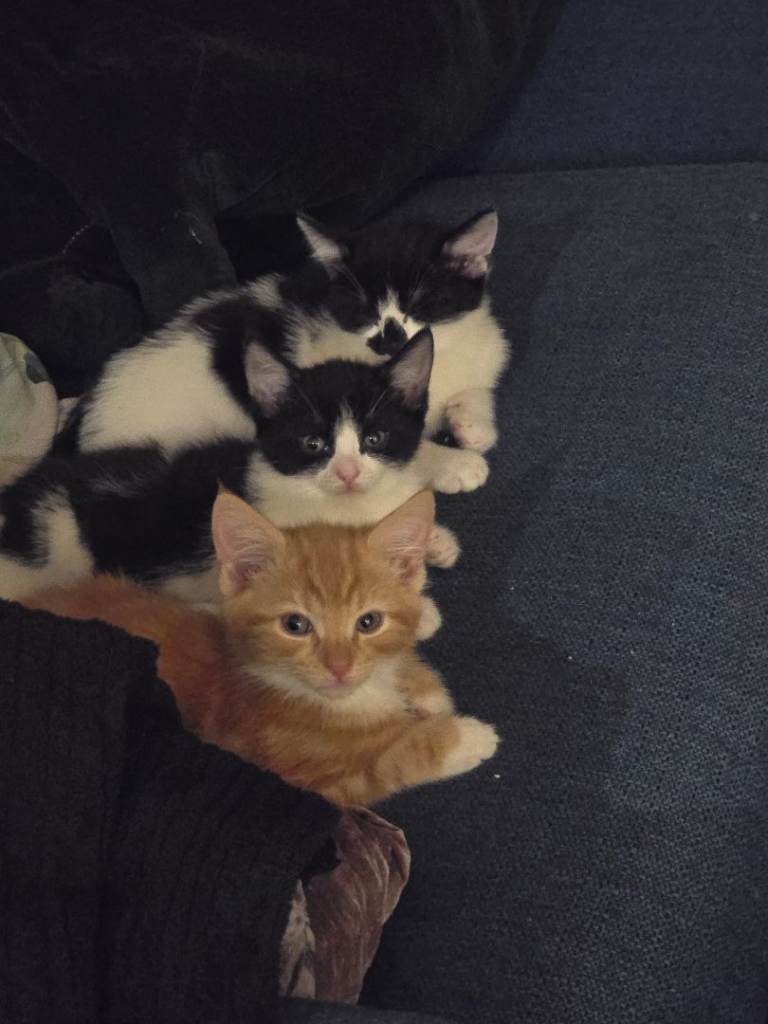 Lovely little kittens looking for family 