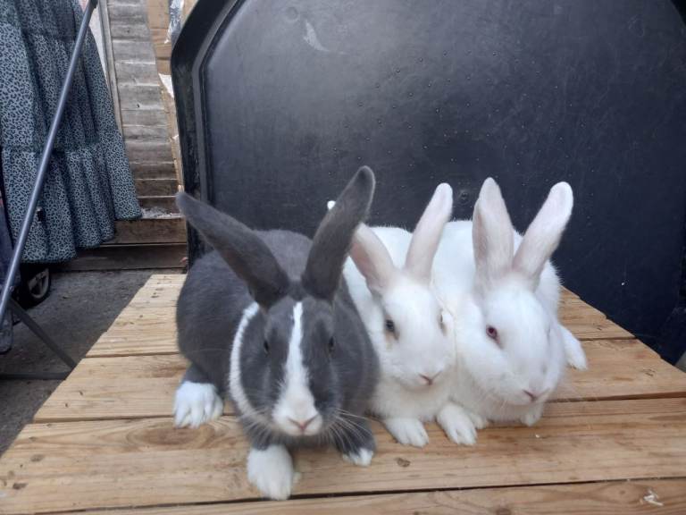 Rabbit 