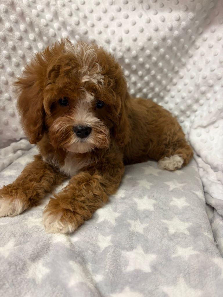 Adorable F1 DNA tested Cavapoo Puppies ready now