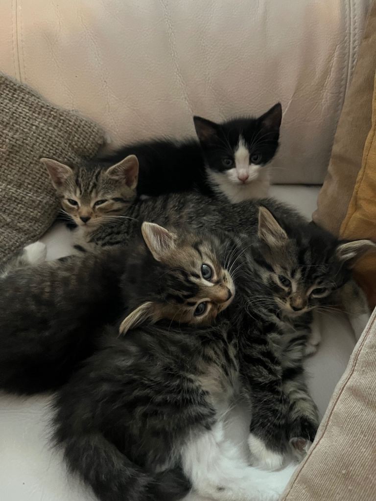 10 Week Old Adorable Kittens for Sale 🐾