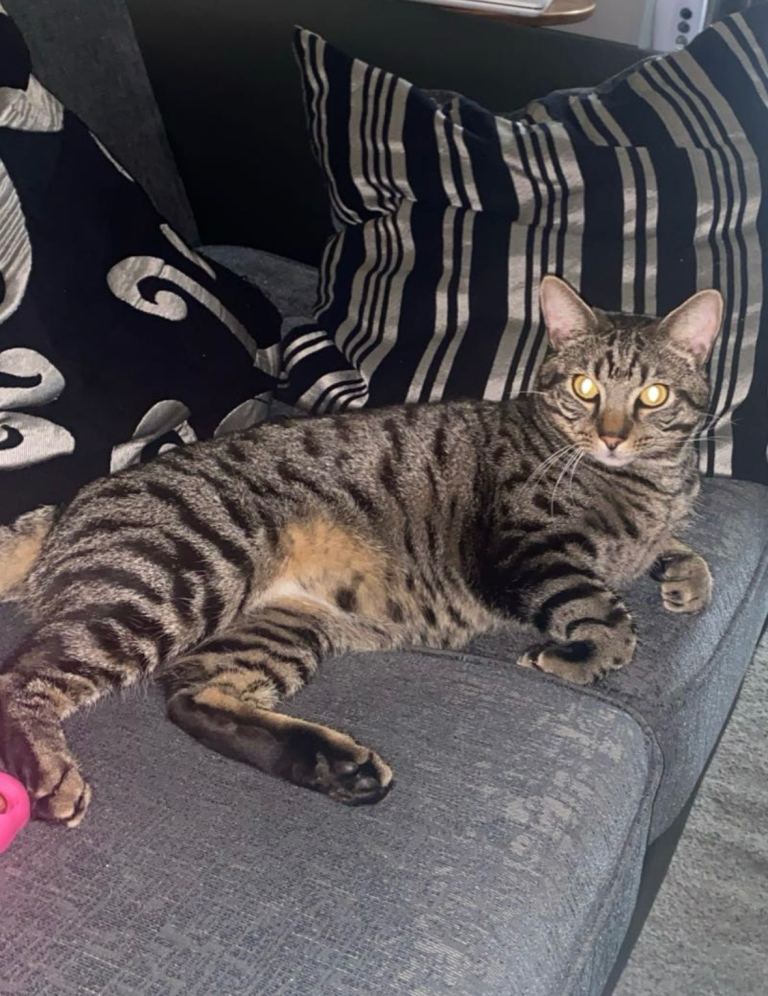 Tabby male cat 