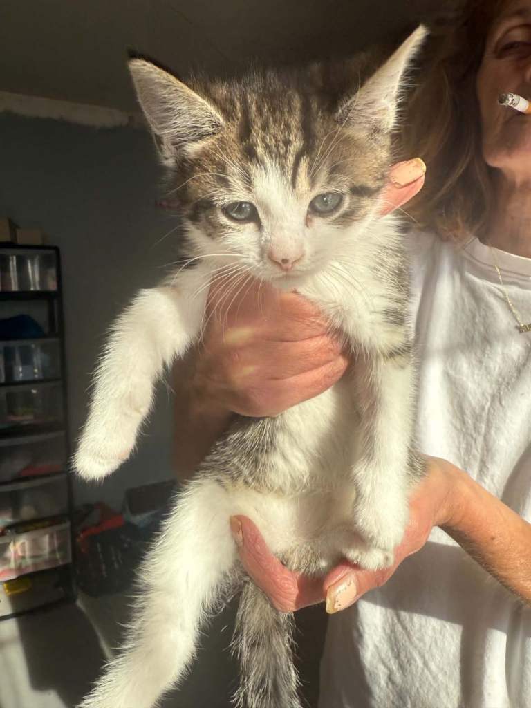 Kittens for sale 