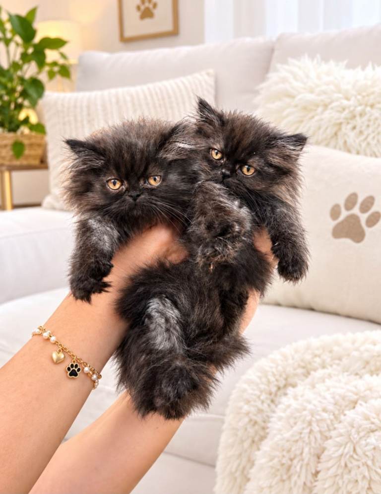 Persian kittens in London 