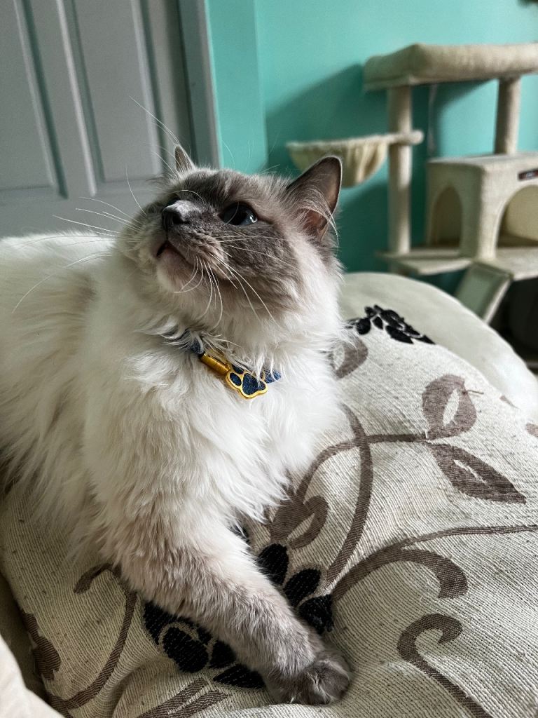Beautiful Ragdoll Male - GCCF Registered