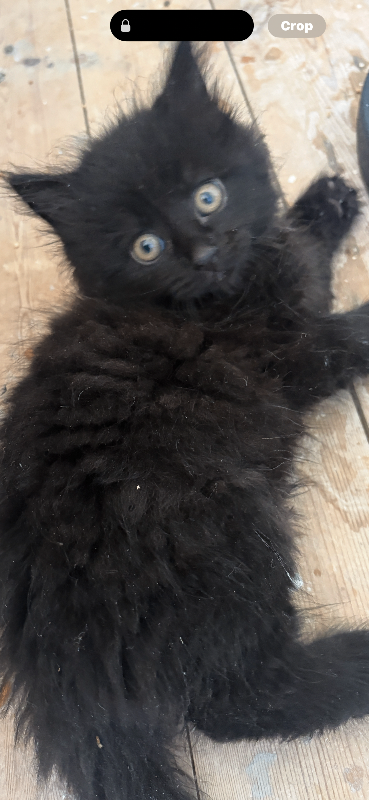 Kittens for sale 
