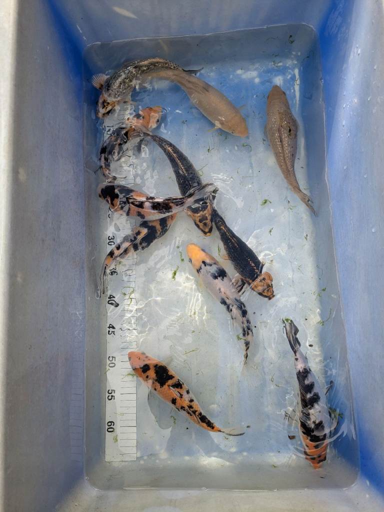 Koi Carp / Swansea Valley / 7 - 10 inches Assorted varieties