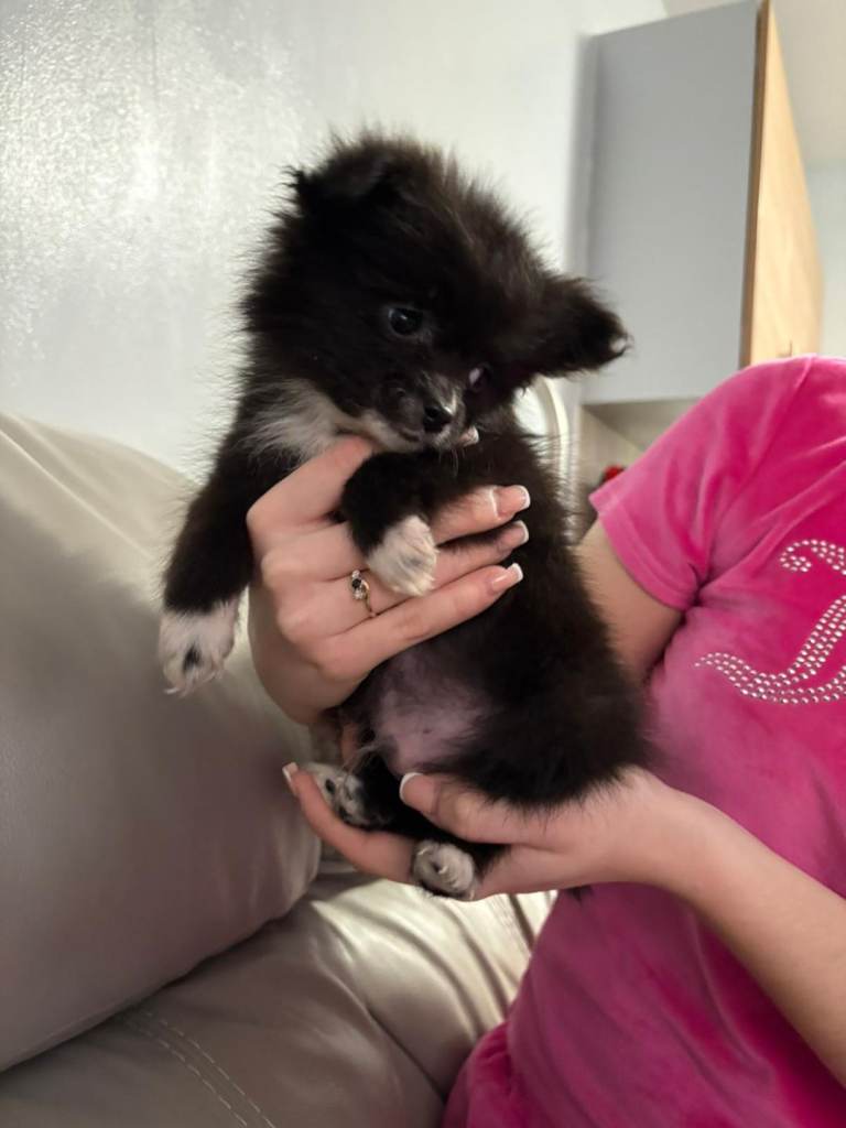 Minature pomeranian puppy 