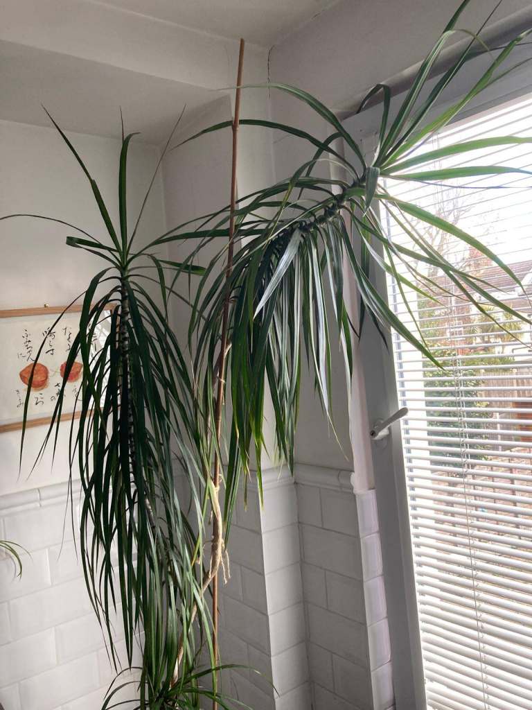 Large potted palm plant 