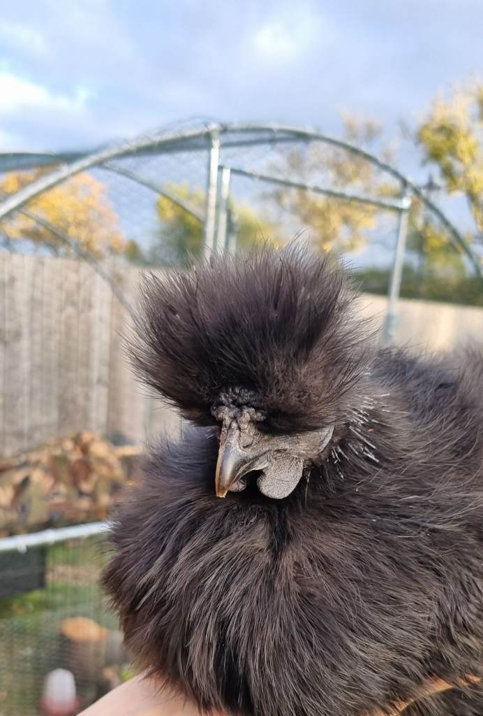 Silkie chicken