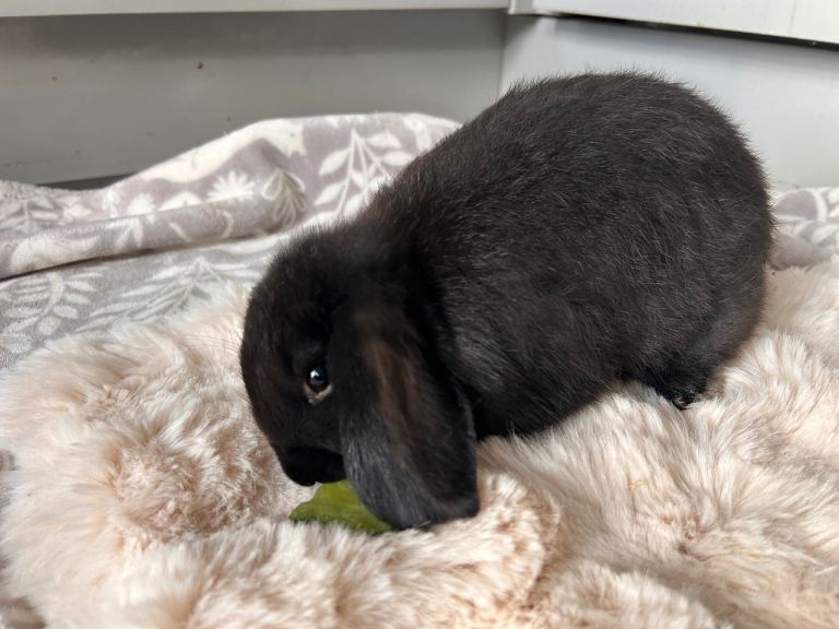 Mini lop baby 