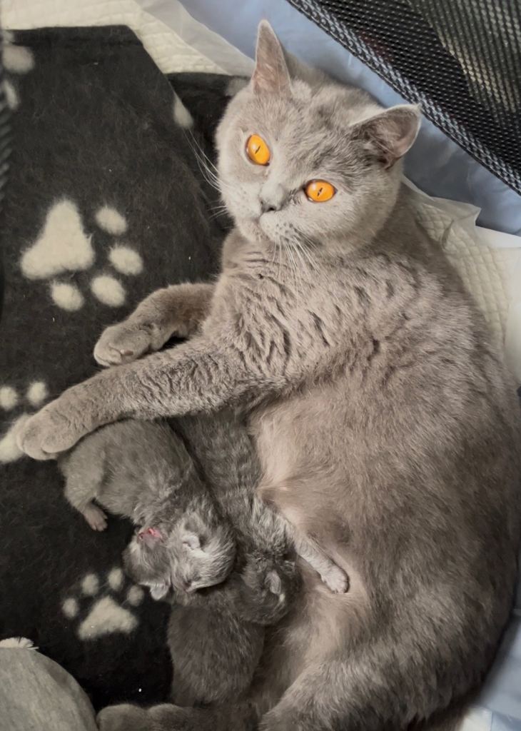 Pedigree Kittens for sale 