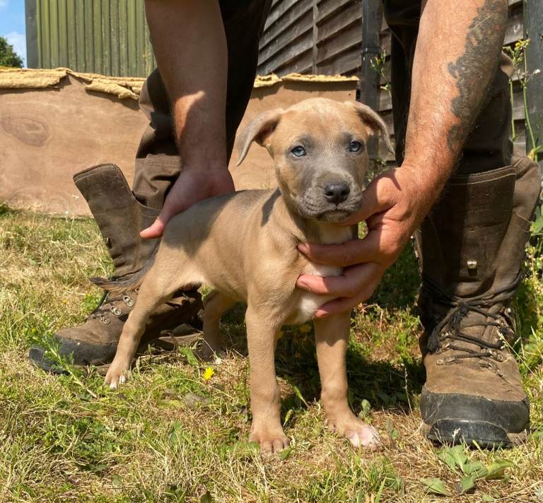 Beautiful Litter of 8 Week Old Lurcher Puppies
