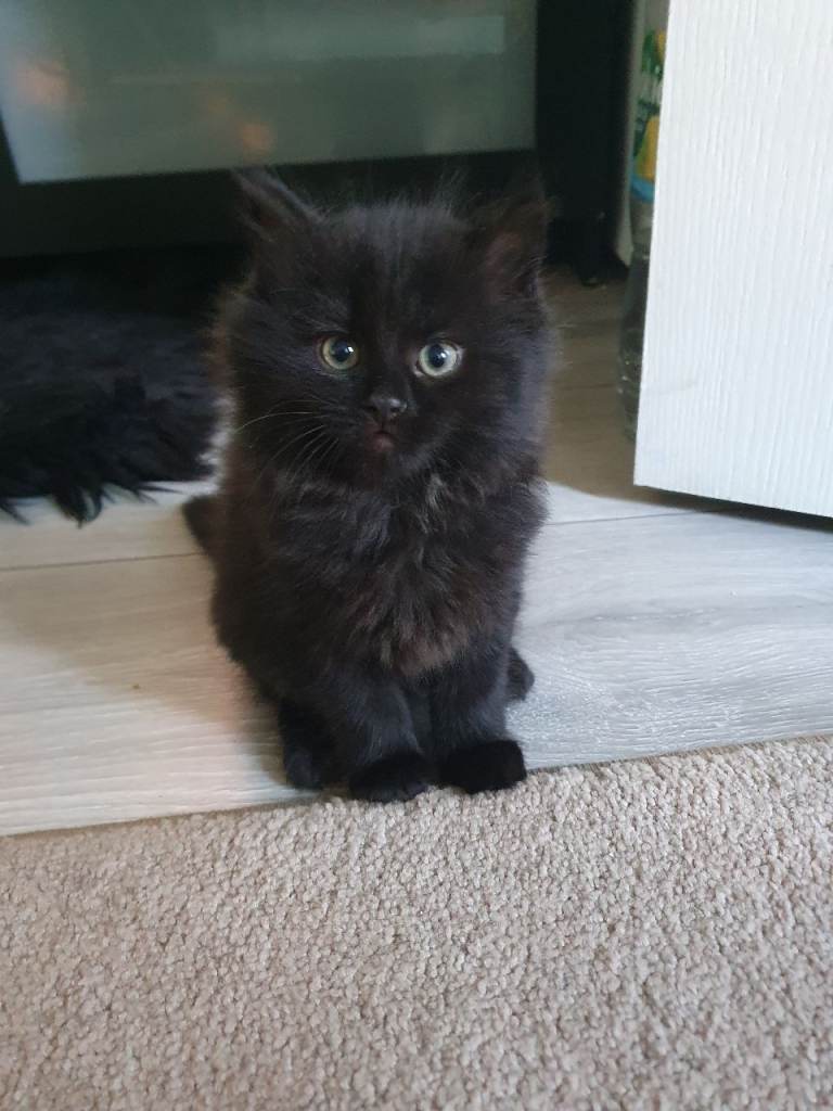 York Chocolate kittens 