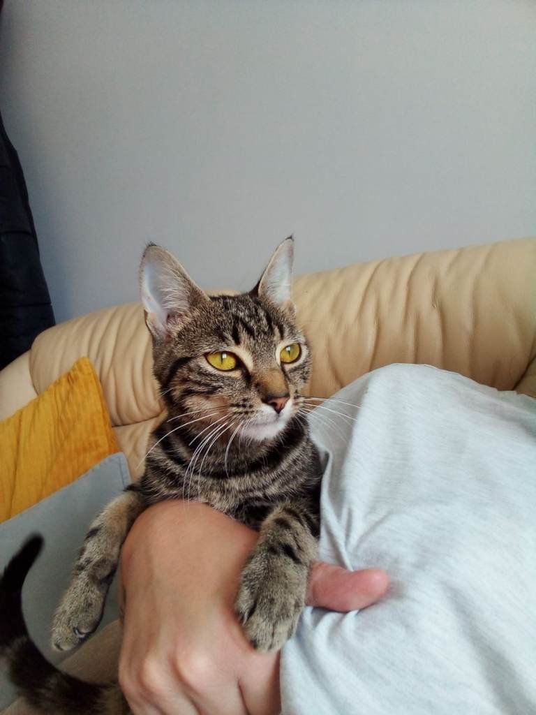  Bengal female cat 