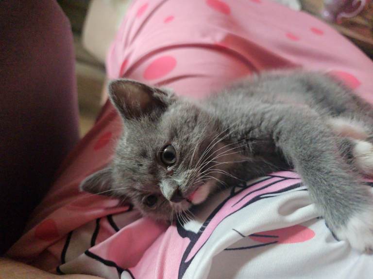 Female kitten for sale 