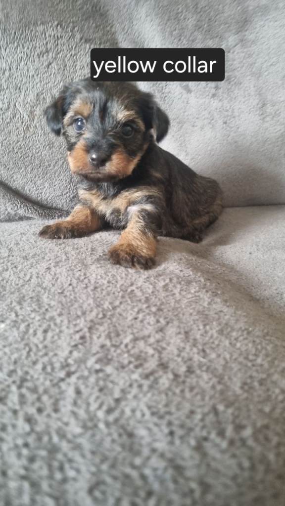 Yorkshire terrier puppies 