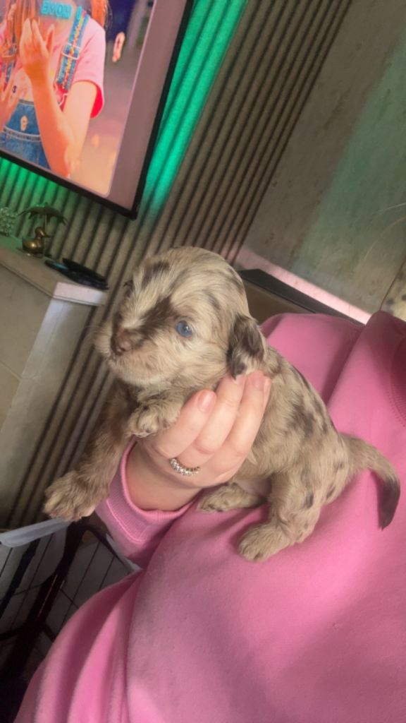 Lhasapoo puppies 4 boys left 