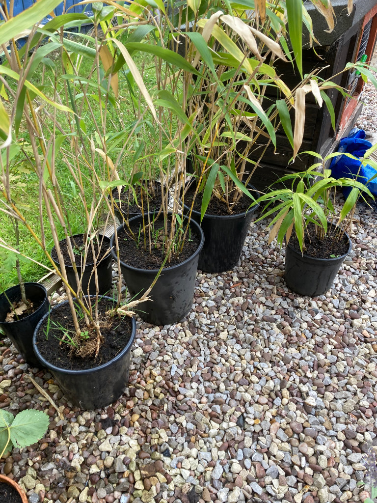 Bamboo plants available