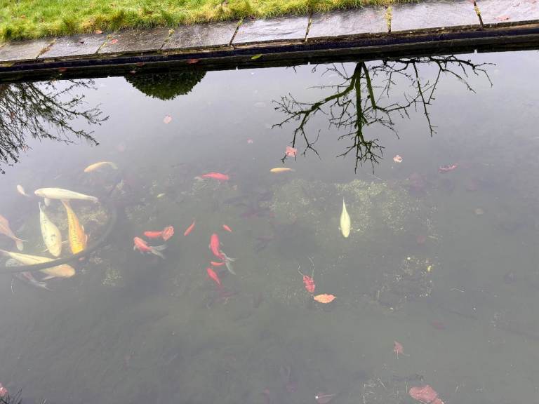 20 Koi for sale - good health, selling due to pond rebuild