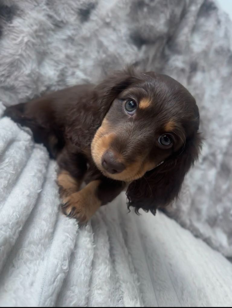 2 Datchunds puppies left 