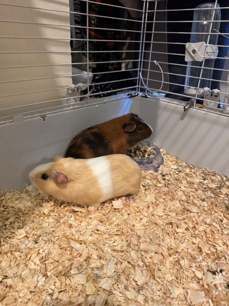 Guinea Pigs (With all needed stuff)