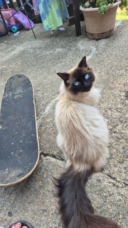 Ragdoll cat 
