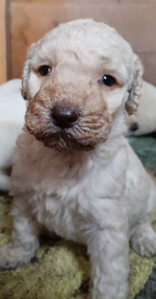 Labradoodle puppies 