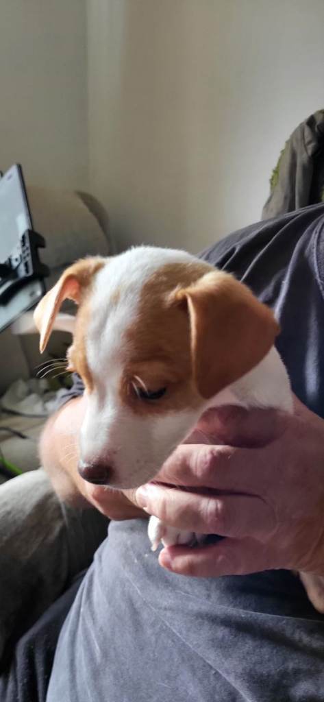 Jack Russell puppies 