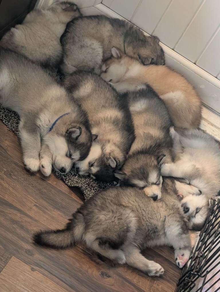 Champ kc reg Alaskan Malamute puppies wooly 