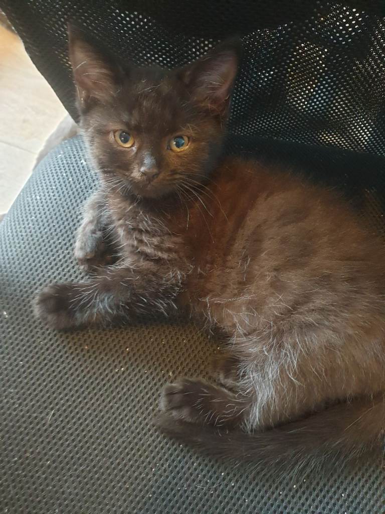 Kitten mix british shorthair 