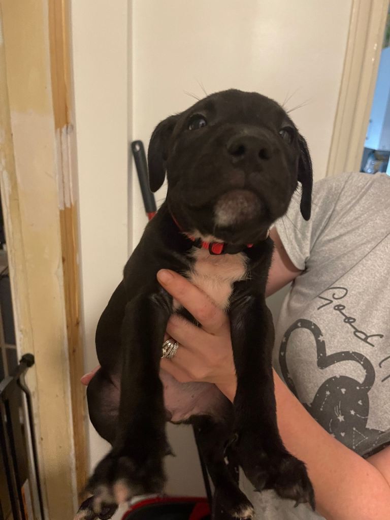 Dogs for sale