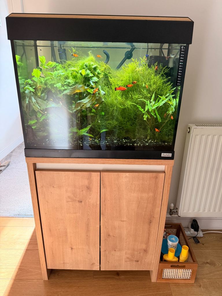 Fluval Roma 90 complete set up with fish
